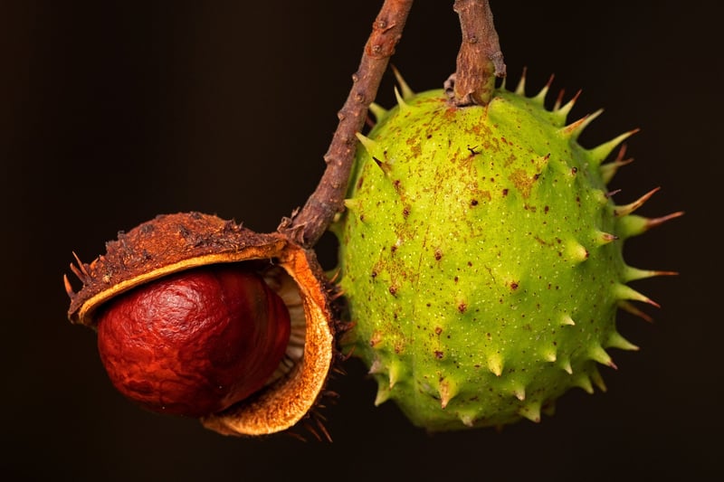 Superfood fruits